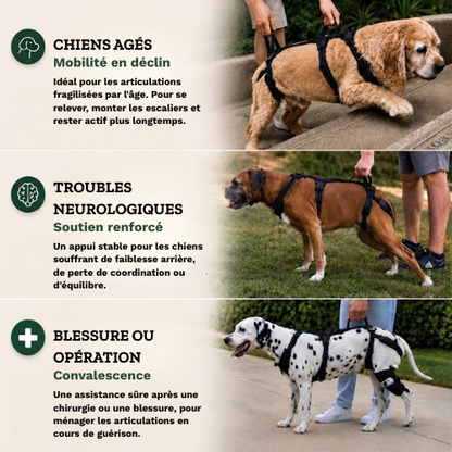 RELEVIA® — Redonnez de la mobilité à votre chien