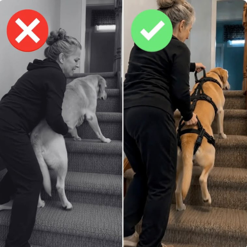RELEVIA® — Redonnez de la mobilité à votre chien